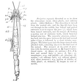 Digestive system of Peripatopsis capensis Peripatopsis capensis internal anatomy IMG 0781a.JPG
