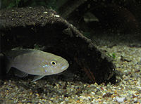 Perissodus microlepis juvenile in aquarium