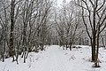 * Nomination Trees covered with rime near Pernegg, Lower Austria --Uoaei1 05:13, 23 February 2017 (UTC) * Promotion Good quality. -- Johann Jaritz 05:17, 23 February 2017 (UTC)