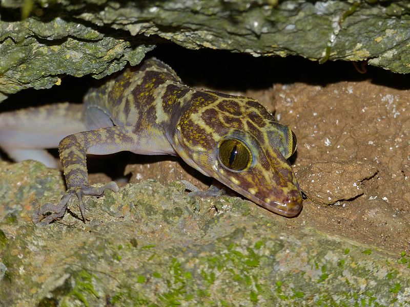 File:Peter's Bow-fingered Gecko (Cyrtodactylus consobrinus) (8119055214).jpg