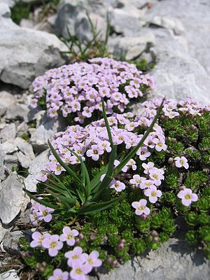 Steinschmückel (Petrocallis pyrenaica)