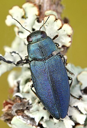 Beskrivelse af Phaenops cyanea.jpg-billedet.