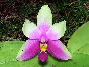 Opis zdjęcia Phalaenopsis bellina Orchi 02.jpg.