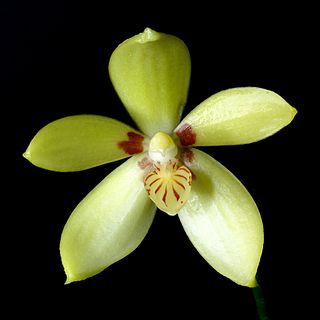 <i>Phalaenopsis cochlearis</i> Species of orchid