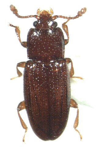 <i>Philothermus</i> Genus of beetles