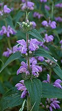 Phlomis herbaventi (Herbe-au-vent, Lunel-Viel)