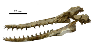 <i>Phoberodon</i> Extinct genus of cetaceans