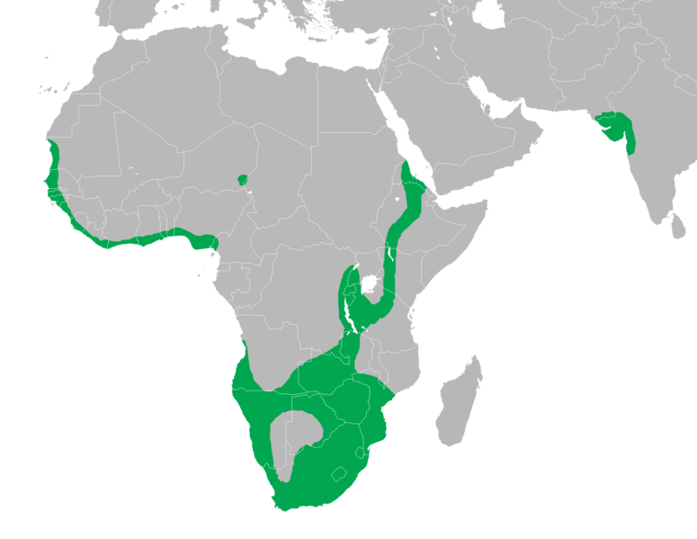 File:Phoeniconaias minor distr map.png