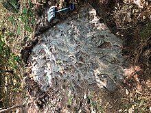 Pillow basalt in the Ammonoosuc Volcanics exposed as a glacial pavement. Lyme, NH, USA Pillow Basalt Lyme NH.jpg