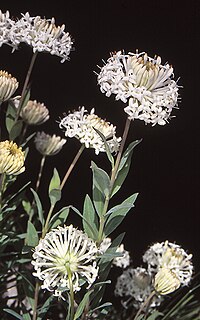 <i>Pimelea treyvaudii</i> Species of shrub