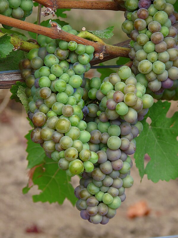 Pinot noir grapes in the early stages of veraison. As the grapes ripen, the concentration of phenolic compounds like anthocyanins replaces the green c