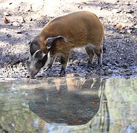 Pinselohrschwein (Potamochoerus porcus), Tierpark Hellabrunn, München