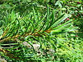 English: Pinus parviflora at the ÖBG Bayreuth Deutsch: Pinus parviflora im ÖBG Bayreuth