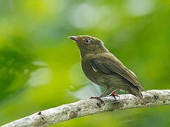 ♀ Pipra aureola