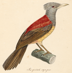 Pitohui kirhocephalus by Duperrey 1825-1839.png