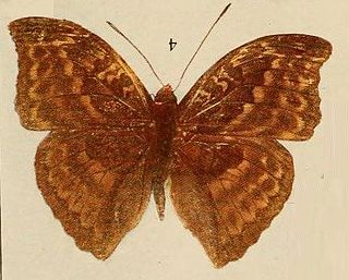 <i>Bebearia cottoni</i> Species of butterfly