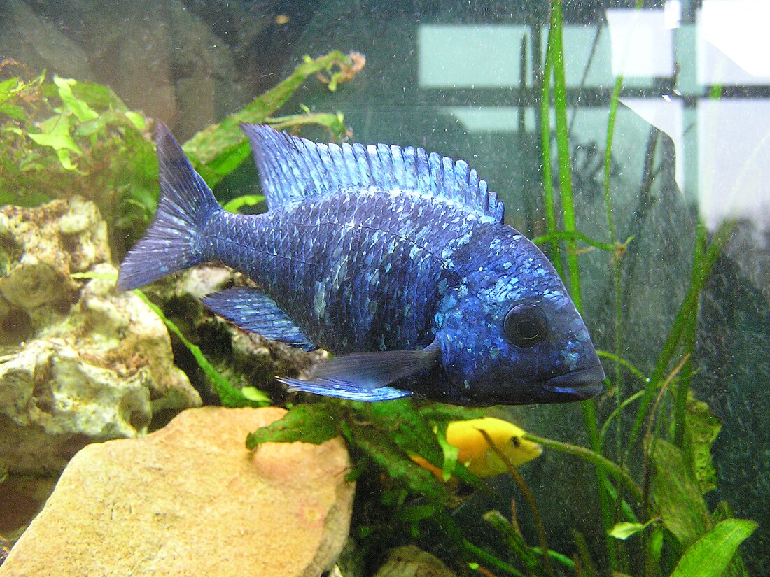 Haplochromis