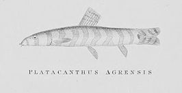 Lepidocephalichthys thermalis