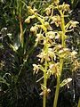 Platanthera chlorantha