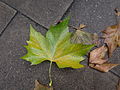Klevalapio platano (Platanus × acerifolia) lapas rudenį pradėjęs gesti