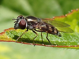 <i>Platycheirus trichopus</i> Species of fly