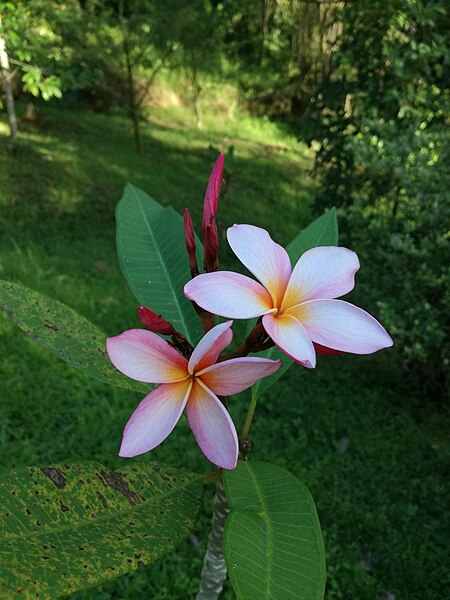 File:Plumeria rubra (181218-1642).jpg