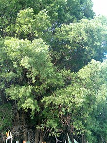 Podocarpus falcatus KirstenboshBotGard09292010G.JPG