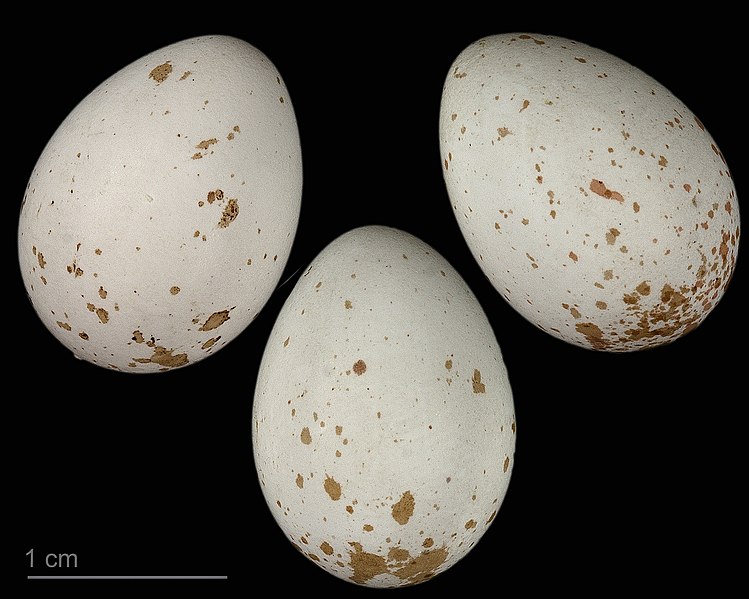 File:Poecile montanus salicarius MHNT.ZOO.2010.11.182.7.jpg