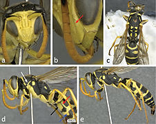 P. bischoffi, male. a: frontal view of head, b: lateral view of lower face, c: dorsal view of body, d: lateral view of head, mesosoma, and base of metasoma, e: lateral view of body