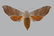 Polyptychus coryndoni BMNHE270574 женски нагоре.jpg