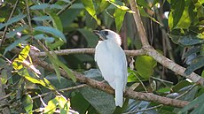 Procnias nudicollis , araponga , floresta.jpg