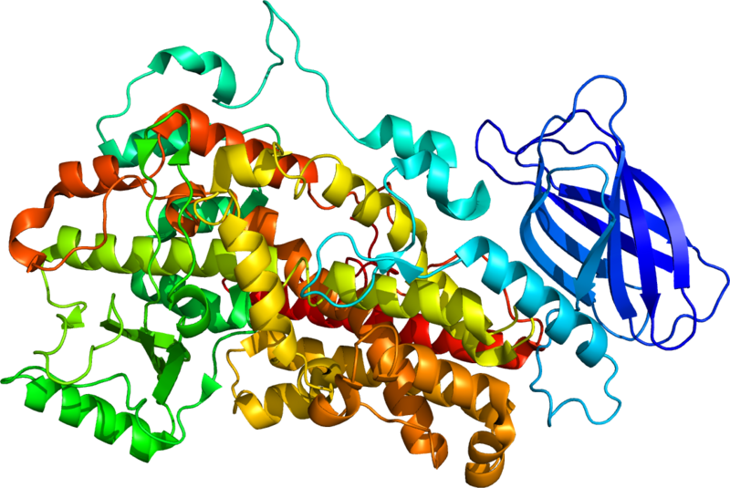 File:Protein ALOX12 PDB 2ABU.png