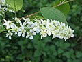 Prunus padus inflorescence