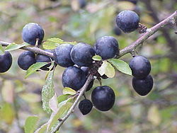 Dygioji slyva (Prunus spinosa)