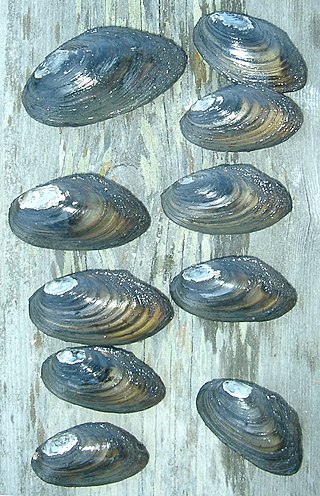 <i>Pseudanodonta</i> Genus of bivalves