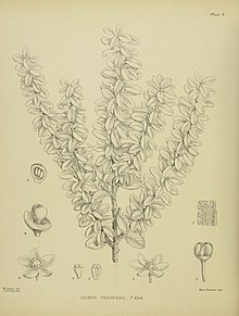 иллюстрация Pseudowintera traversii