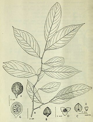 <i>Pseuduvaria lignocarpa</i> Species of plant in the family Annonaceae
