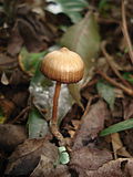 Thumbnail for Psilocybe subtropicalis