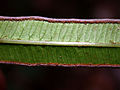 Křídelnice krétská, výtrusnice kryté podvinutým okrajem listu