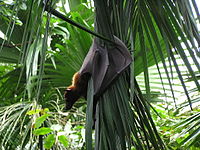 Pteropus vampyrus in a tree