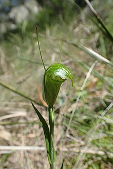 Pterostylis obtusa flower.jpg 