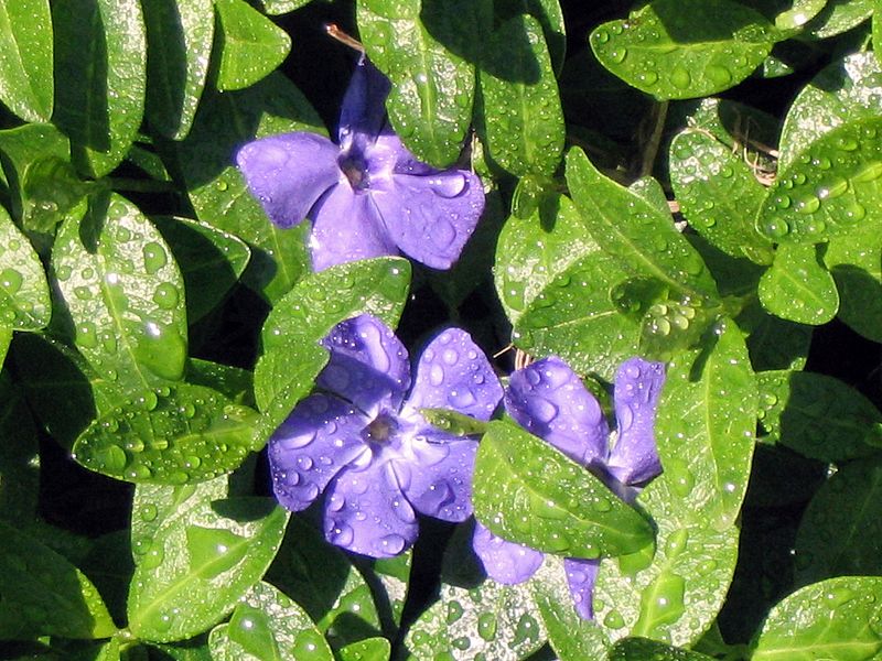 File:Purple flower 3.jpg