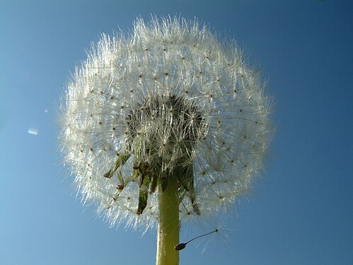 Pusteblume - Samenstand des Löwenzahn