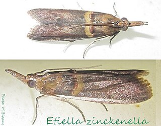 <i>Etiella</i> Genus of moth