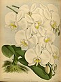 Phalaenopsis amabilis (as syn. Phalaenopsis grandiflora) Plate 277 in: R.Warner - B.S.Williams: The Orchid Album (1882-1897)