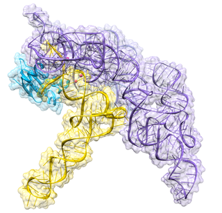 <span class="mw-page-title-main">Ribonuclease P</span> Class of enzymes