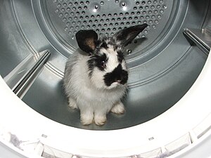 Rabbit in the Dryer.jpg