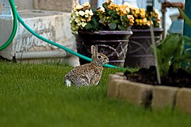 Rabbit on lawn.