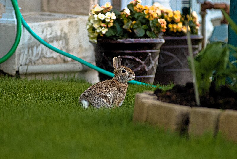 File:Rabbit on lawn (47942589146).jpg