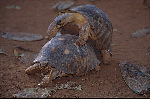 Radiated Tortoises (Astrochelys radiata) mating (9600538480)